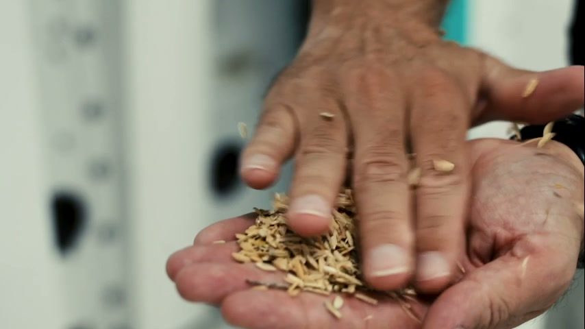 Hands cupping rough rice on the mill floor.